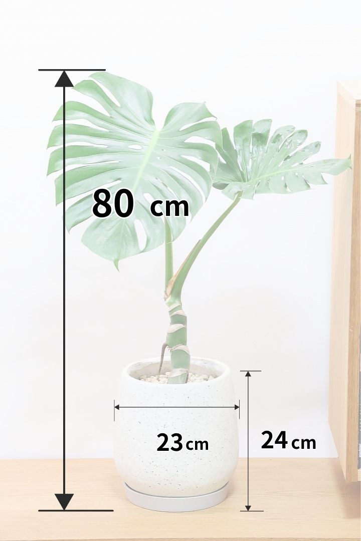 【モンステラ】極太の幹が最高にカッコいい！片方の葉っぱには変異を起こしそうな可能性を感じる個体です！