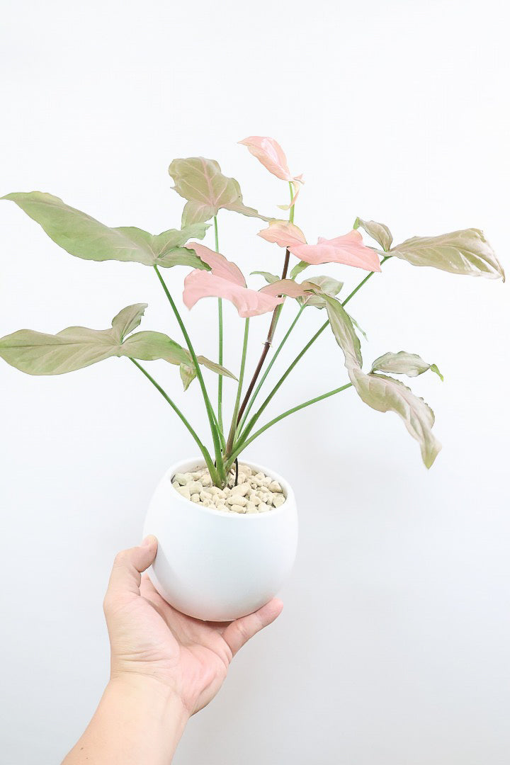 【シンゴニウム マヤレッド】今がイチバンキレイ！美しいサーモンピンクの葉がカワイイ♪丈夫で育てやすいです！