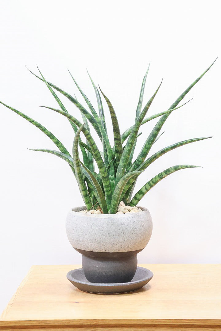 【サンスベリア ファンウッド】こだわりの信楽焼POT。植物の葉色とよく合っています！あまり出回らない希少種です