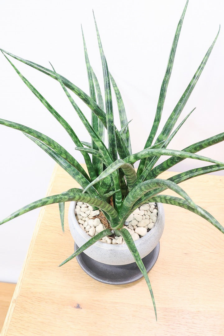 【サンスベリア ファンウッド】こだわりの信楽焼POT。植物の葉色とよく合っています！あまり出回らない希少種です