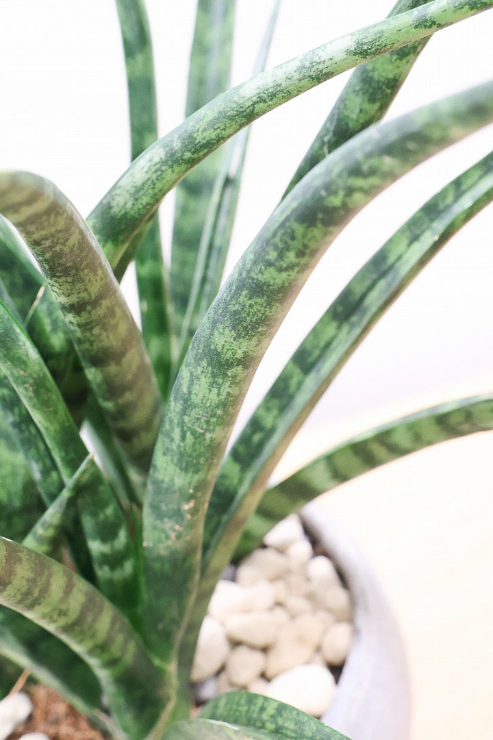 【サンスベリア ファンウッド】こだわりの信楽焼POT。植物の葉色とよく合っています！あまり出回らない希少種です