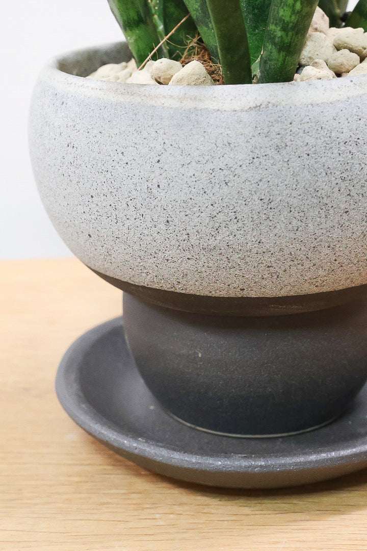 【サンスベリア ファンウッド】こだわりの信楽焼POT。植物の葉色とよく合っています！あまり出回らない希少種です