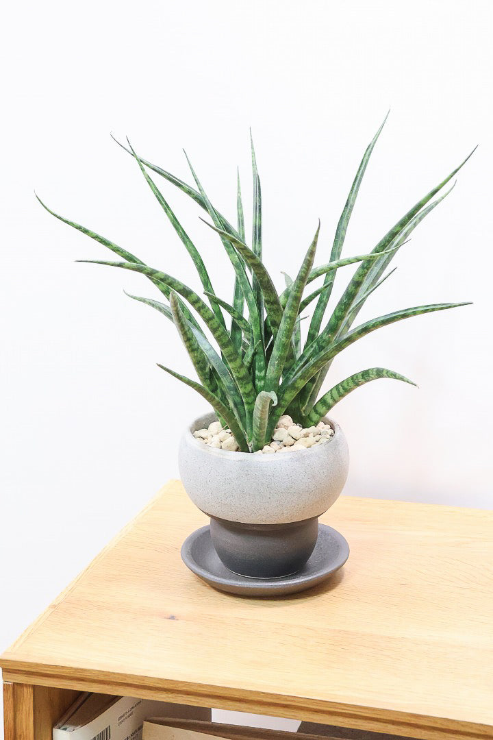 【サンスベリア ファンウッド】こだわりの信楽焼POT。植物の葉色とよく合っています！あまり出回らない希少種です