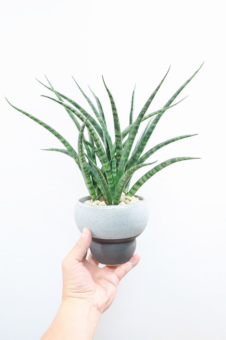 【サンスベリア ファンウッド】こだわりの信楽焼POT。植物の葉色とよく合っています！あまり出回らない希少種です