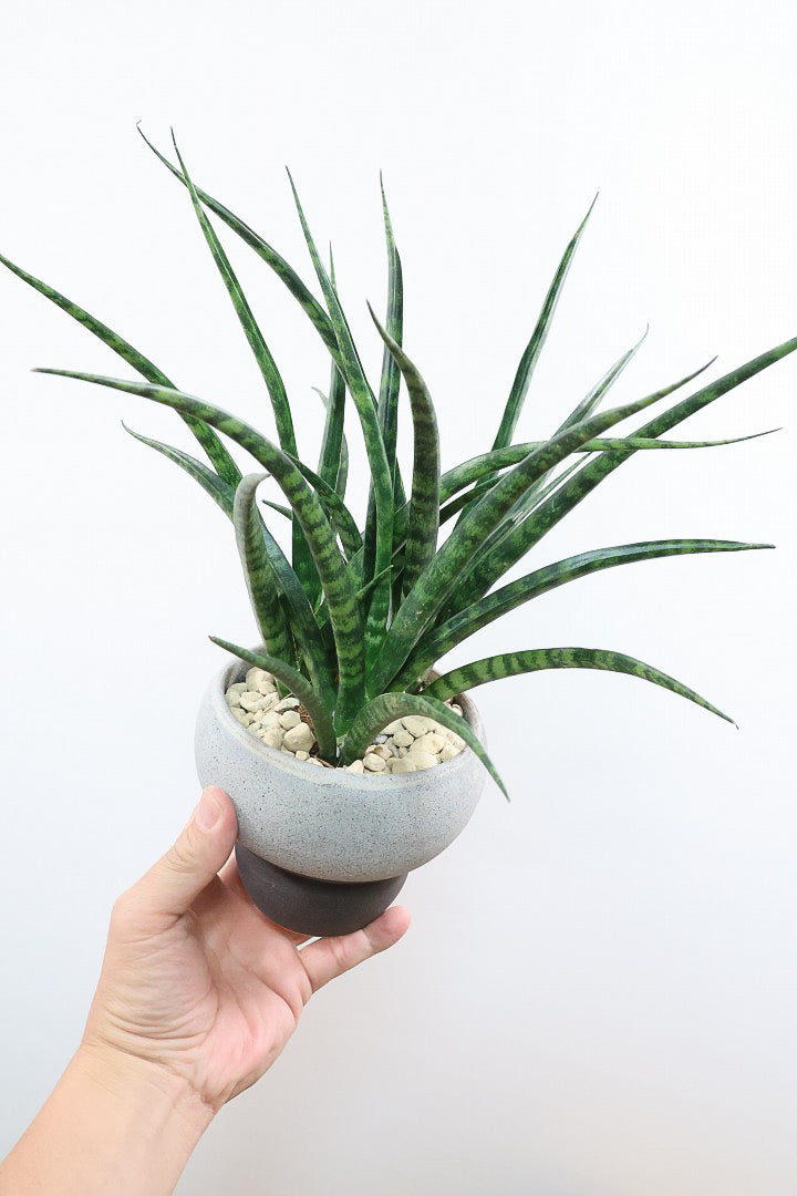 【サンスベリア ファンウッド】こだわりの信楽焼POT。植物の葉色とよく合っています！あまり出回らない希少種です
