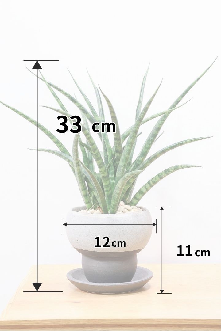 【サンスベリア ファンウッド】こだわりの信楽焼POT。植物の葉色とよく合っています！あまり出回らない希少種です