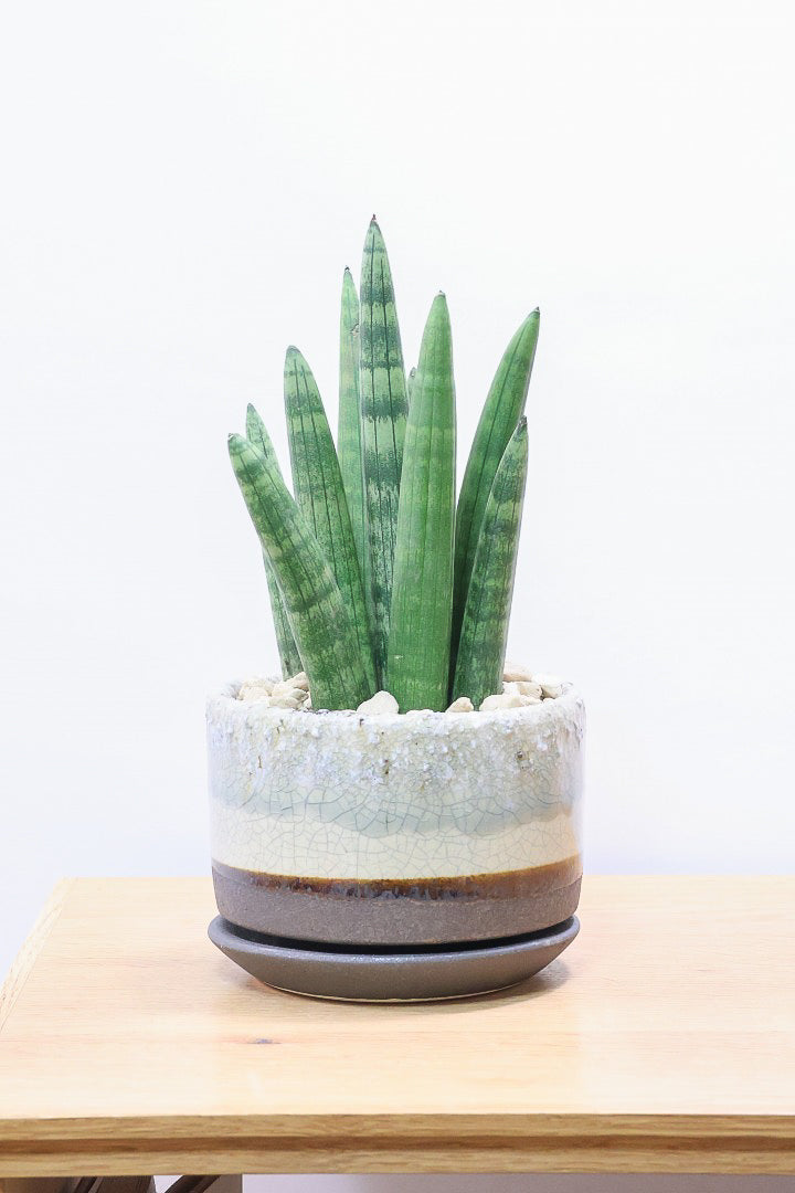 【サンスベリア スタッキー】どうでしょう？かわいすぎません？仲良しの生産者さんからいい形のものを分けてもらいました！ムチムチでかわいい！