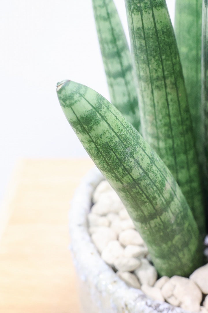 【サンスベリア スタッキー】どうでしょう？かわいすぎません？仲良しの生産者さんからいい形のものを分けてもらいました！ムチムチでかわいい！