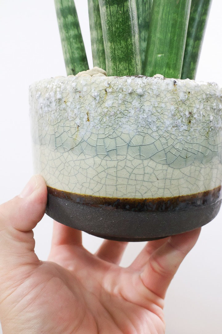 【サンスベリア スタッキー】どうでしょう？かわいすぎません？仲良しの生産者さんからいい形のものを分けてもらいました！ムチムチでかわいい！