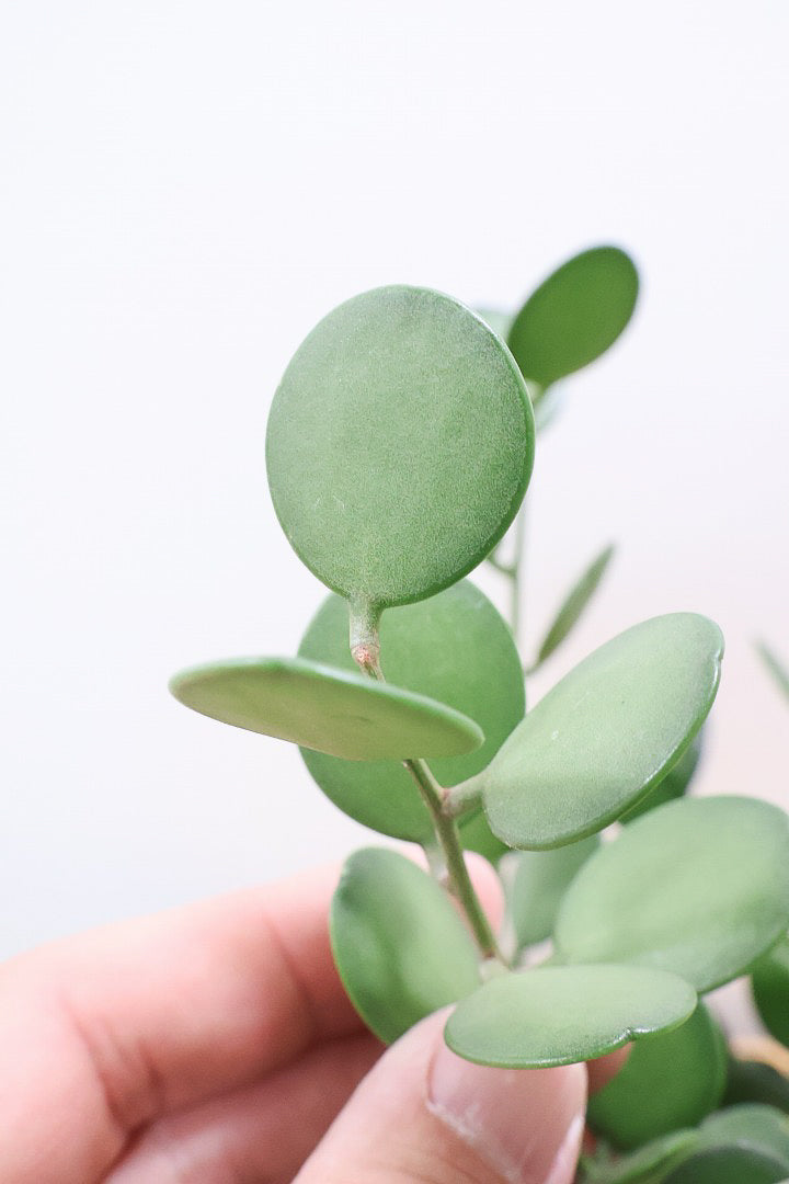 【グリーンドラム】今回はかわいい脚付きの木目調のPOT！しかもボリュームのある大き目タイプ！ここまでの大株は希少ですよ！