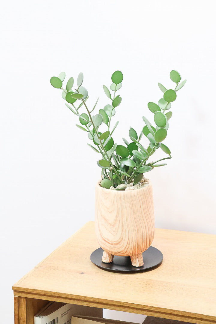 【グリーンドラム】今回はかわいい脚付きの木目調のPOT！しかもボリュームのある大き目タイプ！ここまでの大株は希少ですよ！