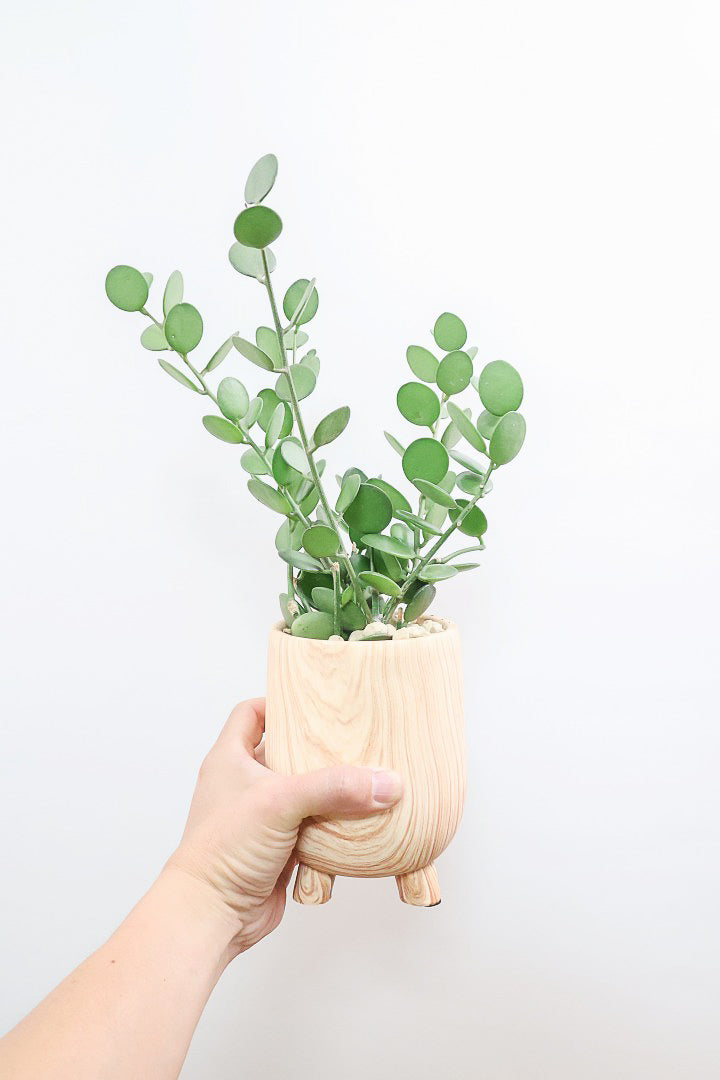 【グリーンドラム】今回はかわいい脚付きの木目調のPOT！しかもボリュームのある大き目タイプ！ここまでの大株は希少ですよ！