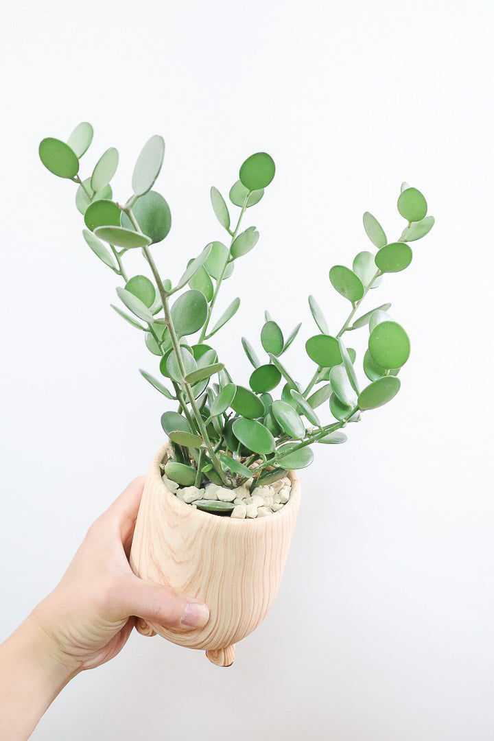 【グリーンドラム】今回はかわいい脚付きの木目調のPOT！しかもボリュームのある大き目タイプ！ここまでの大株は希少ですよ！