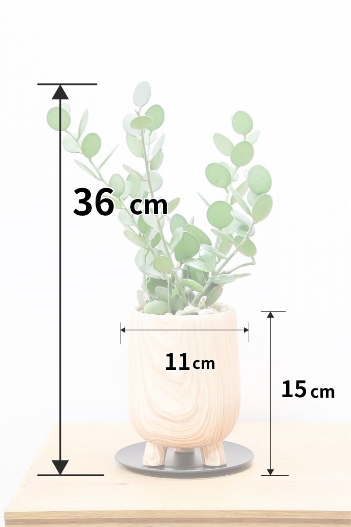 【グリーンドラム】今回はかわいい脚付きの木目調のPOT！しかもボリュームのある大き目タイプ！ここまでの大株は希少ですよ！
