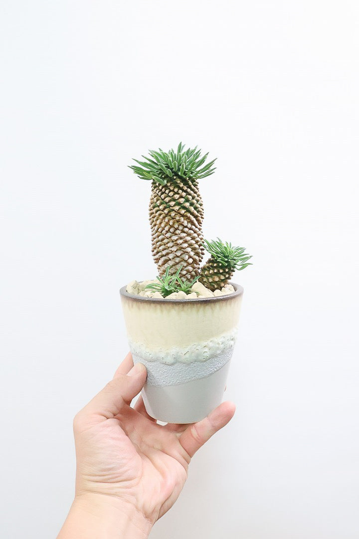 【ユーフォルビア 怪魔玉】パイナップルのような個性的なフォルムの多肉植物！枝ぶりがかわいい子を選んできました！