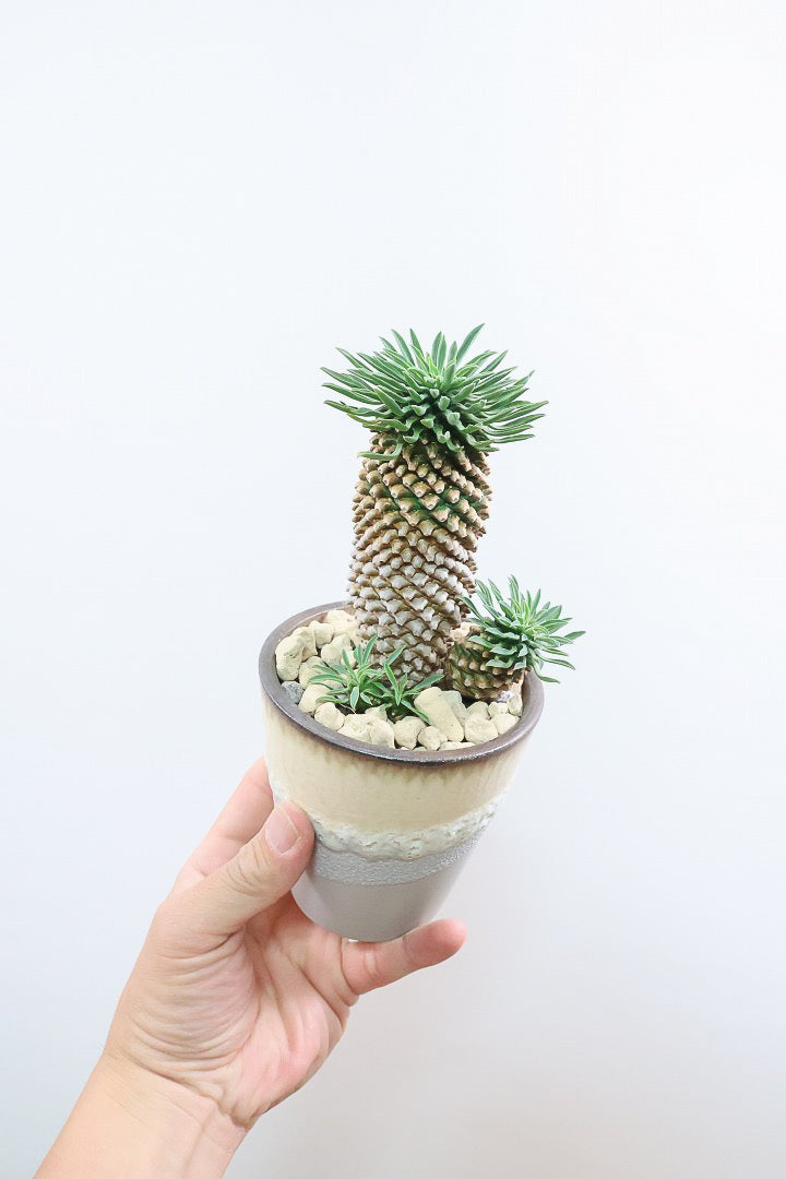 【ユーフォルビア 怪魔玉】パイナップルのような個性的なフォルムの多肉植物！枝ぶりがかわいい子を選んできました！