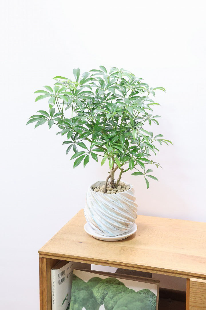 【シェフレラ コンパクタ】このPOTとの組み合わせが人気なんです！とっても素敵な樹形！ここまでしっかりと育てられたものは希少です！