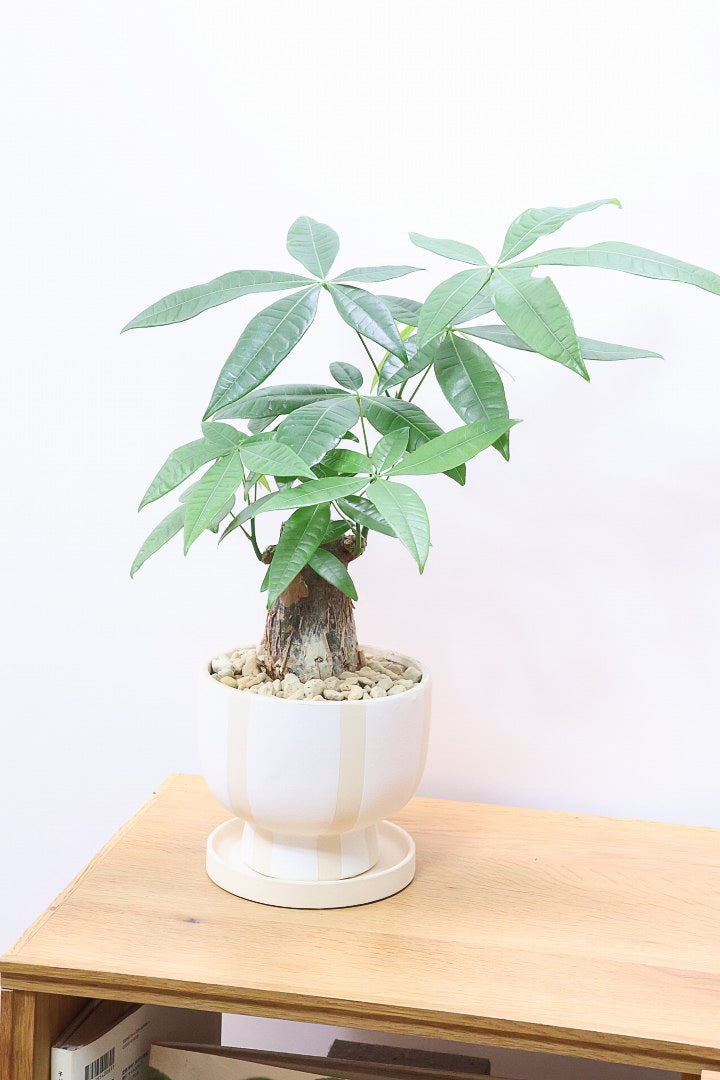 【パキラ】かわいいフォルムの幹！控えめにいっても幹のカタチがかわいいと思います！