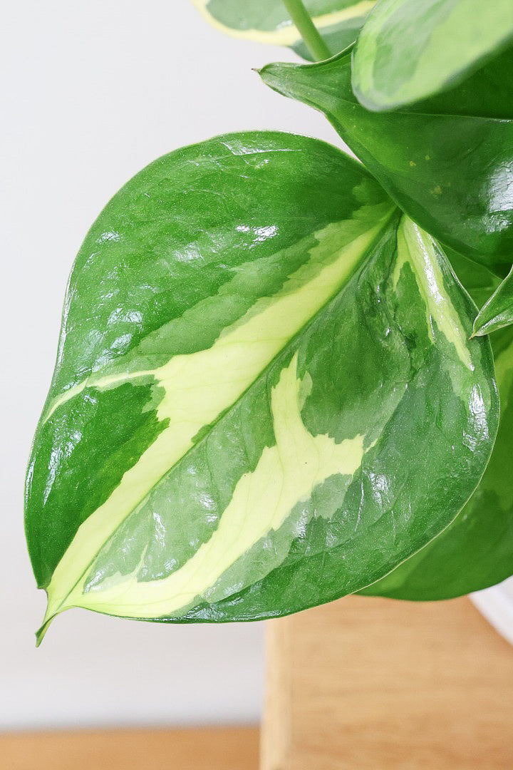 【ポトス エメラルド】甘い葉色がたまらなくかわいい！丈夫で育てやすいのでおススメですよ！
