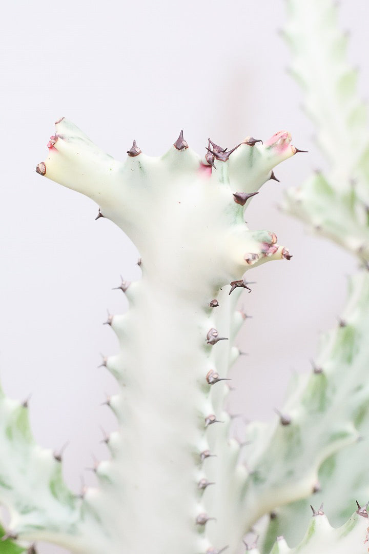【ユーフォルビア ラクティア ホワイトゴースト】1mオーバーの超BIGサイズ！名前の通りホワイトの幹肌がとても美しい！意外と育てやすい！これは目が離せない！