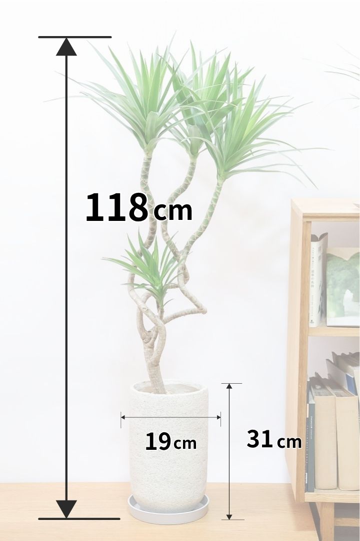 【ナビ】沖縄でじっくりと育てられたボリュームがあるスタイリッシュな樹形！他にはない樹形です！
