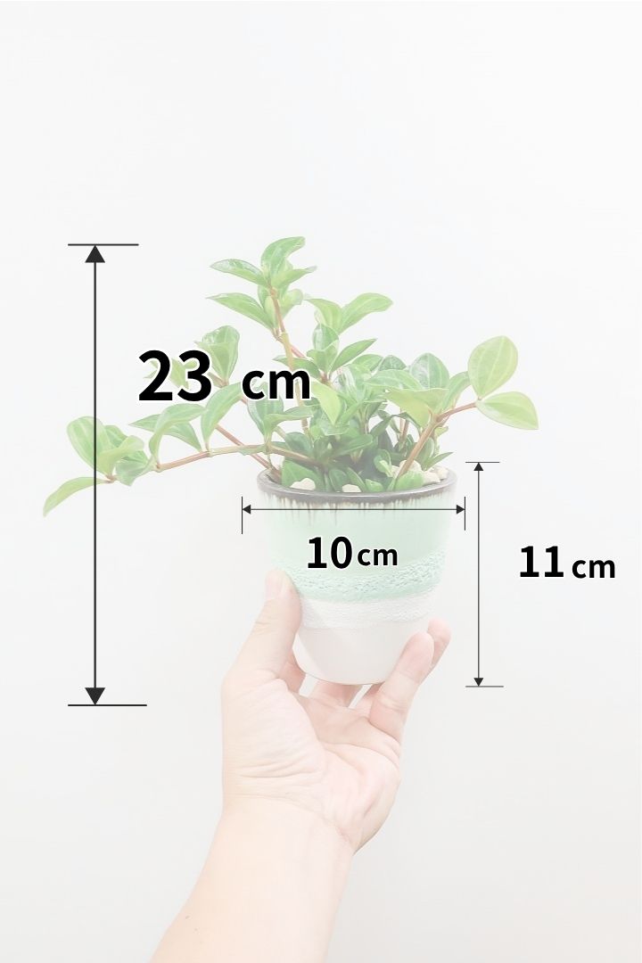 【ペペロミア  フェアリー】肉厚でミニサイズのかわいい葉。ペペロミアの中でも人気の品種です！POTはかわいいグリーンのPOTを合わせました！