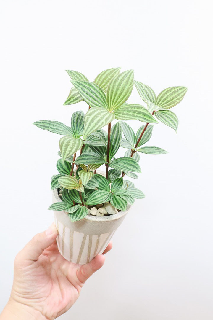 【ペペロミア プテオラータ】くっきりとした葉模様が特徴。茎が硬く上へ上へと伸びていくタイプです！