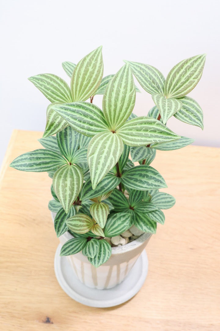 【ペペロミア プテオラータ】くっきりとした葉模様が特徴。茎が硬く上へ上へと伸びていくタイプです！