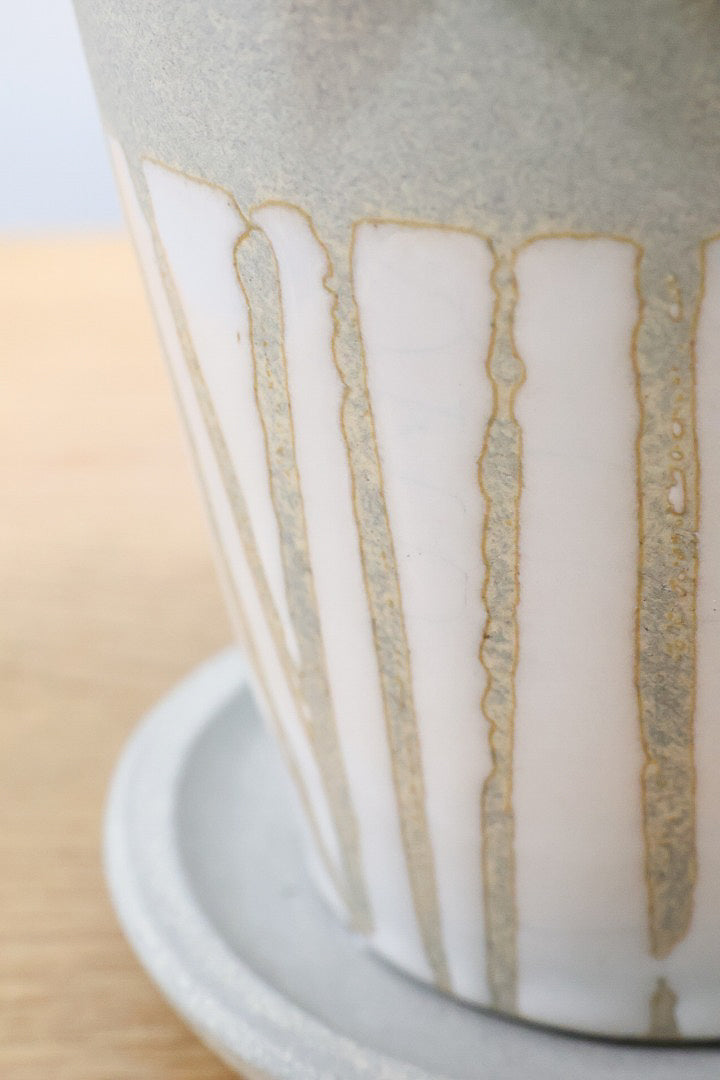 【ペペロミア プテオラータ】くっきりとした葉模様が特徴。茎が硬く上へ上へと伸びていくタイプです！