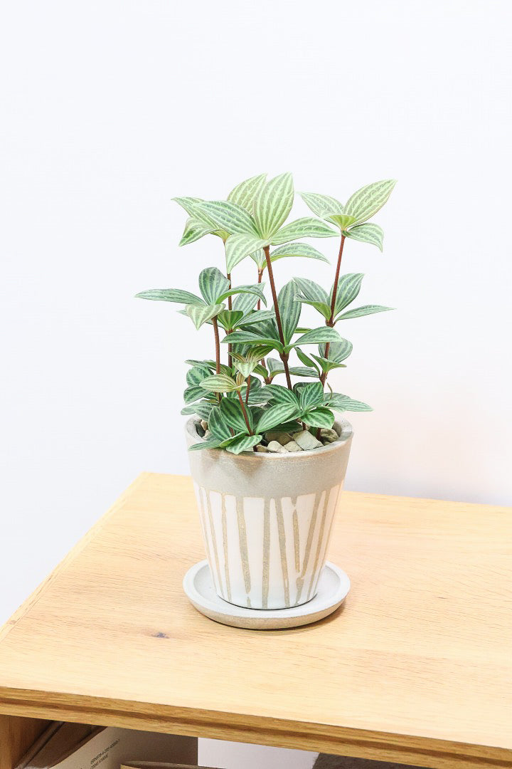 【ペペロミア プテオラータ】くっきりとした葉模様が特徴。茎が硬く上へ上へと伸びていくタイプです！
