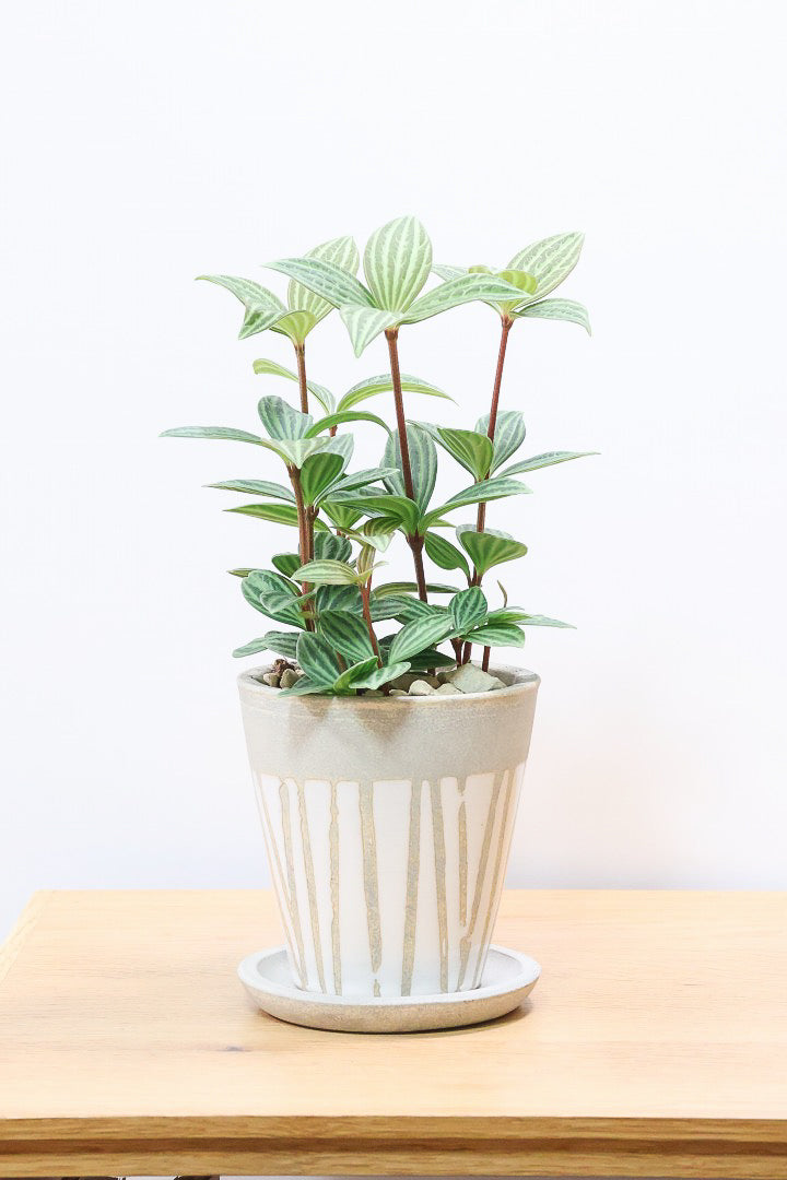 【ペペロミア プテオラータ】くっきりとした葉模様が特徴。茎が硬く上へ上へと伸びていくタイプです！