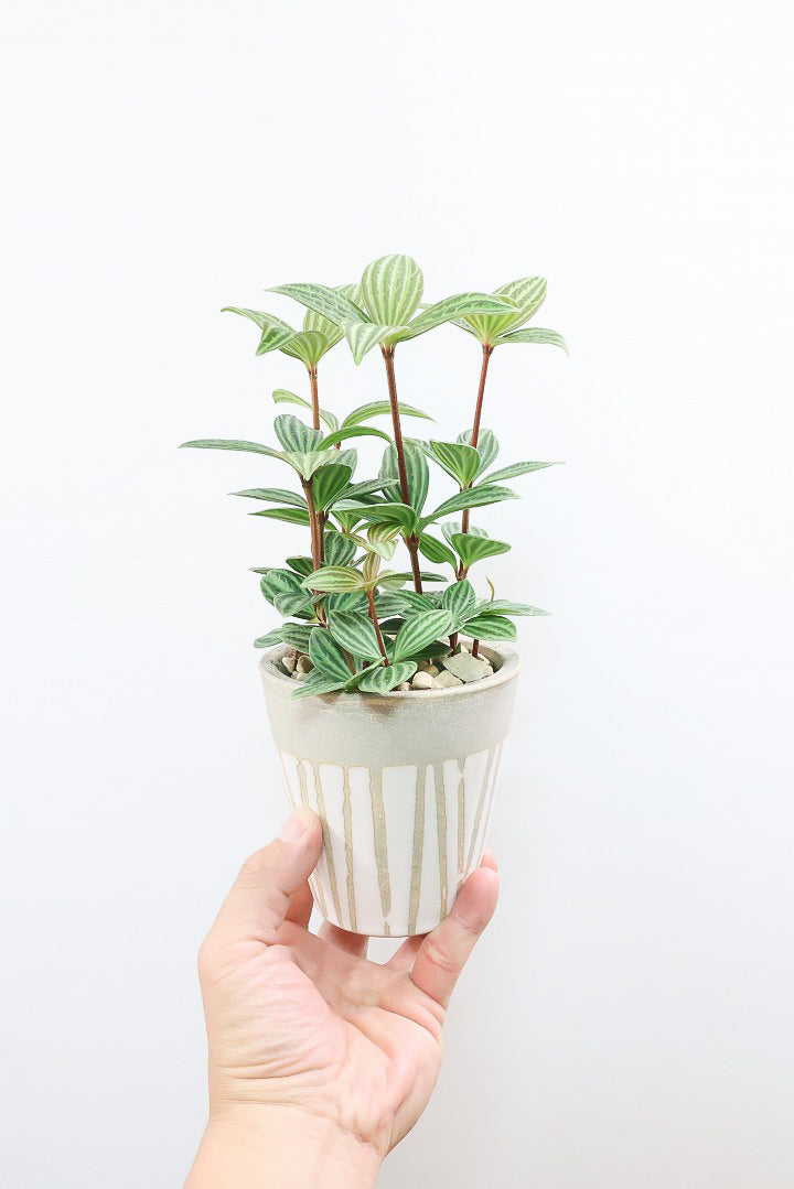 【ペペロミア プテオラータ】くっきりとした葉模様が特徴。茎が硬く上へ上へと伸びていくタイプです！