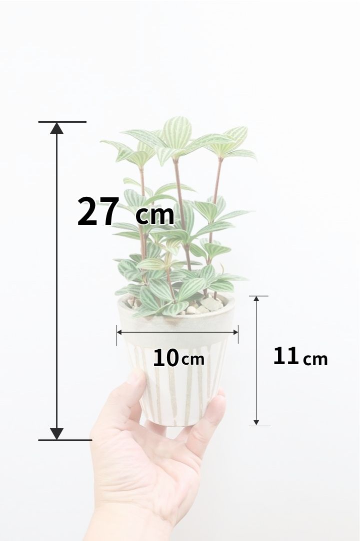 【ペペロミア プテオラータ】くっきりとした葉模様が特徴。茎が硬く上へ上へと伸びていくタイプです！