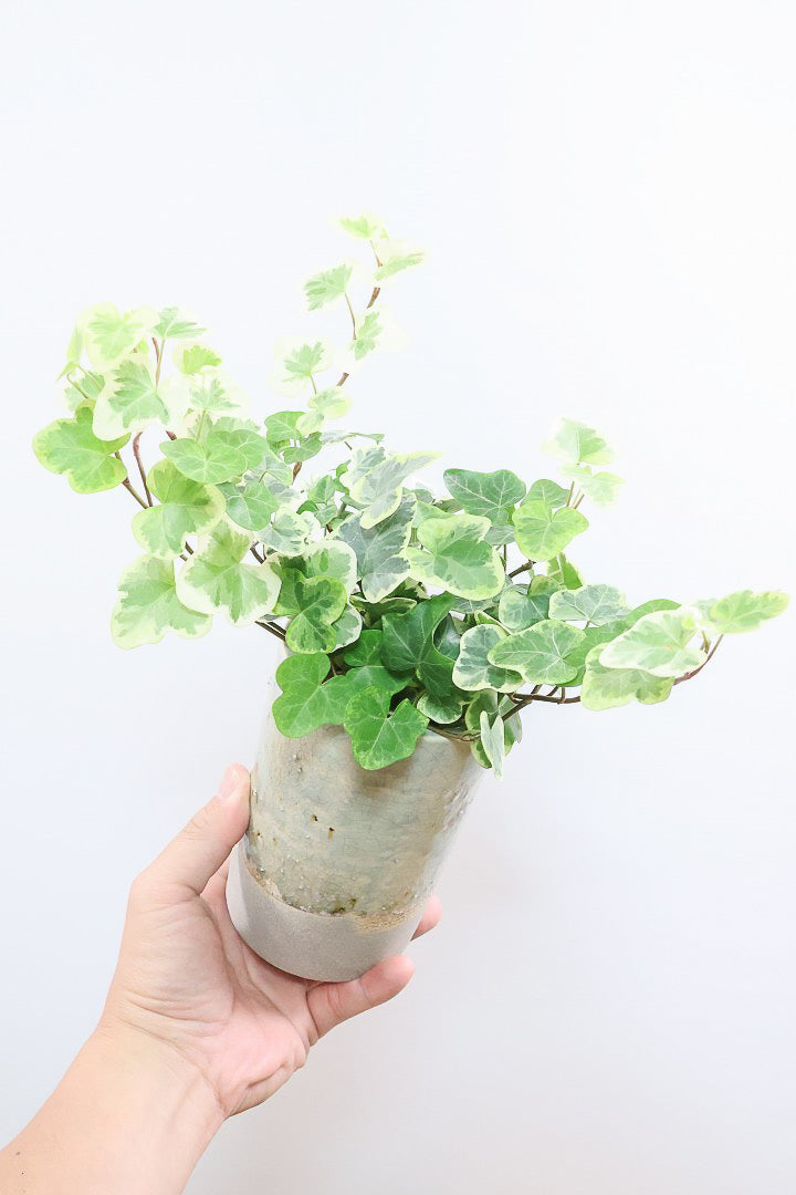 【アイビー 雪ほたる】当店の人気NO.1のアイビー！暑さ寒さにとても強く丈夫な観葉植物です！