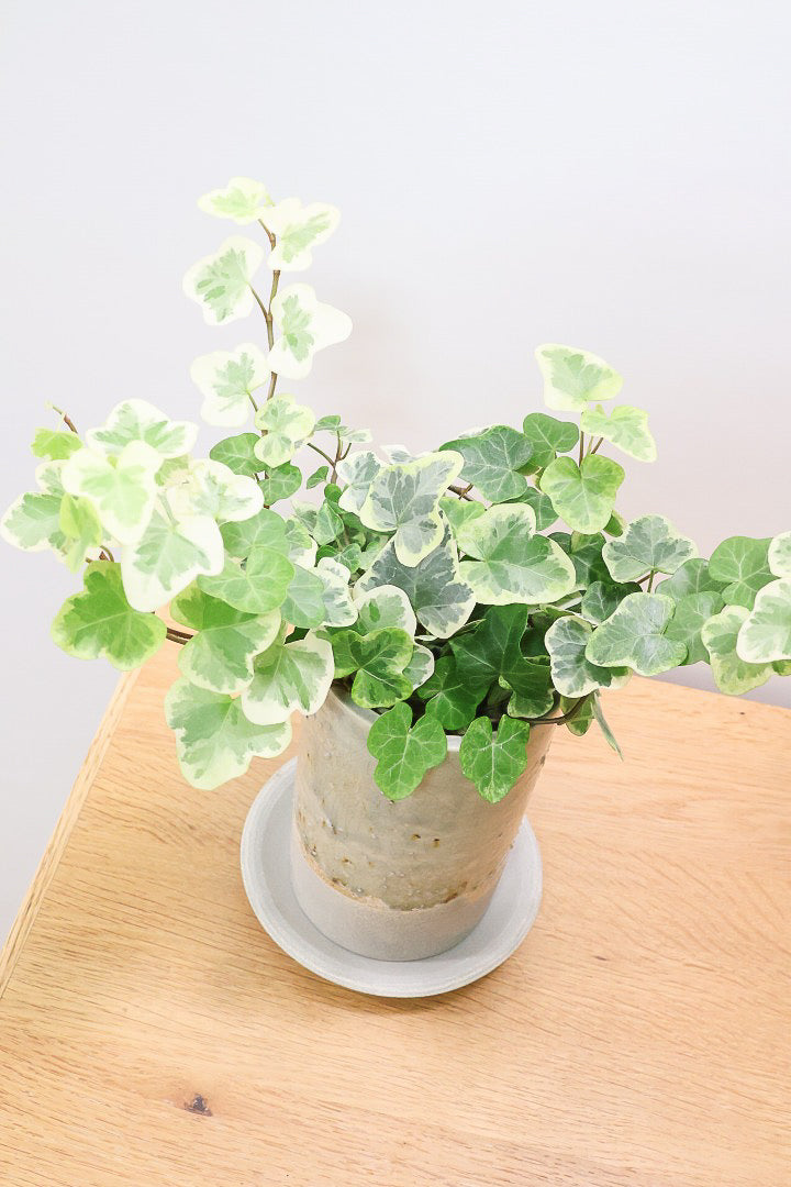 【アイビー 雪ほたる】当店の人気NO.1のアイビー！暑さ寒さにとても強く丈夫な観葉植物です！