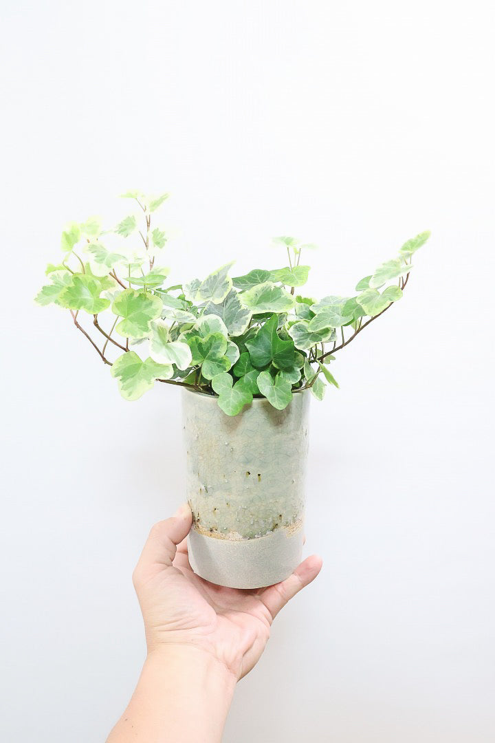【アイビー 雪ほたる】当店の人気NO.1のアイビー！暑さ寒さにとても強く丈夫な観葉植物です！