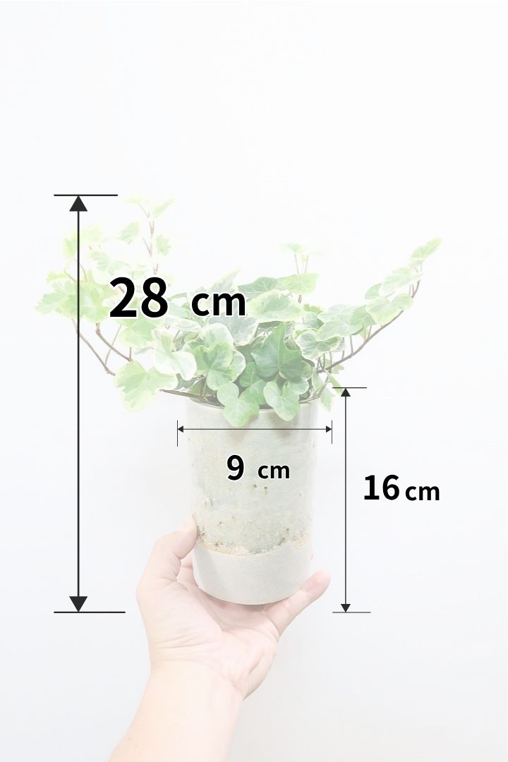 【アイビー 雪ほたる】当店の人気NO.1のアイビー！暑さ寒さにとても強く丈夫な観葉植物です！
