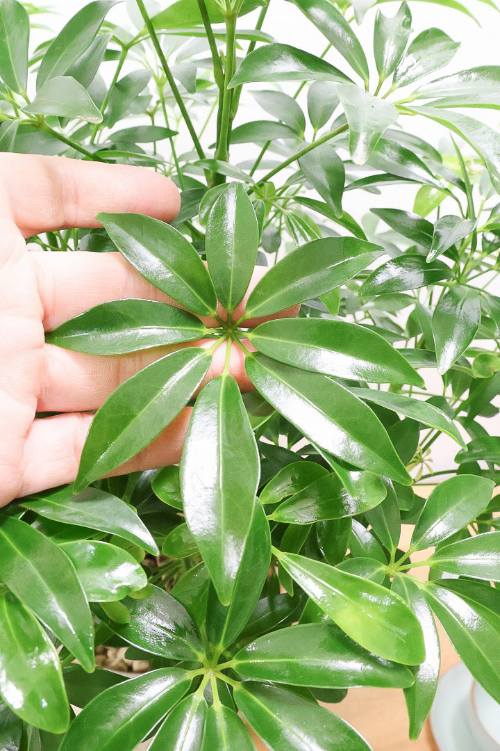 【シェフレラ コンパクタ】気根が良いバランスで出ている素敵な樹形！ここまでしっかりと育てられたものは希少です！