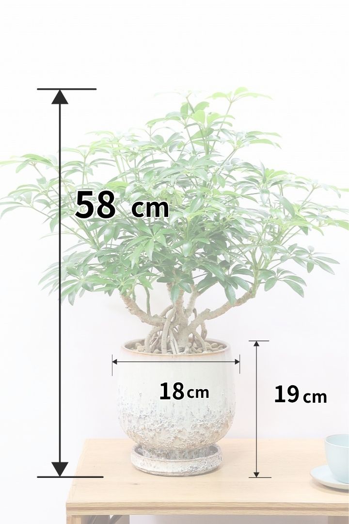 【シェフレラ コンパクタ】気根が良いバランスで出ている素敵な樹形！ここまでしっかりと育てられたものは希少です！