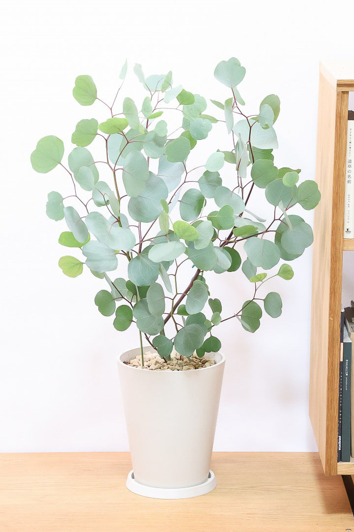 【ユーカリ ポポラス】丸い葉っぱがかわいい♪寒さに強いので屋外で育てられます！ 軽量なプラスチックPOTです！