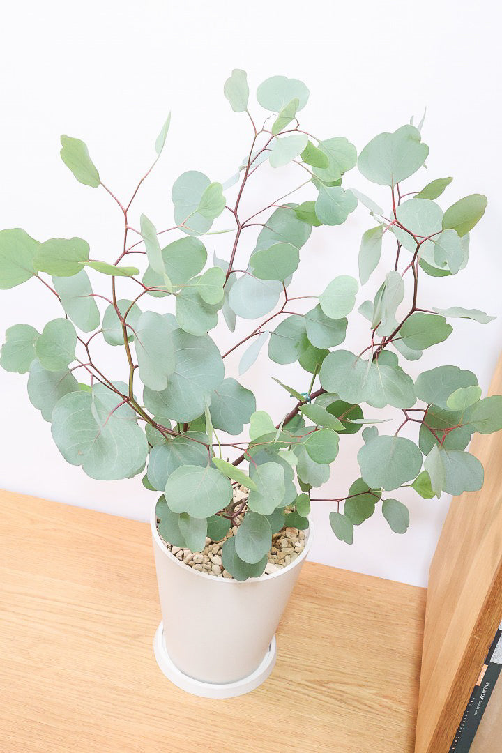 【ユーカリ ポポラス】丸い葉っぱがかわいい♪寒さに強いので屋外で育てられます！ 軽量なプラスチックPOTです！