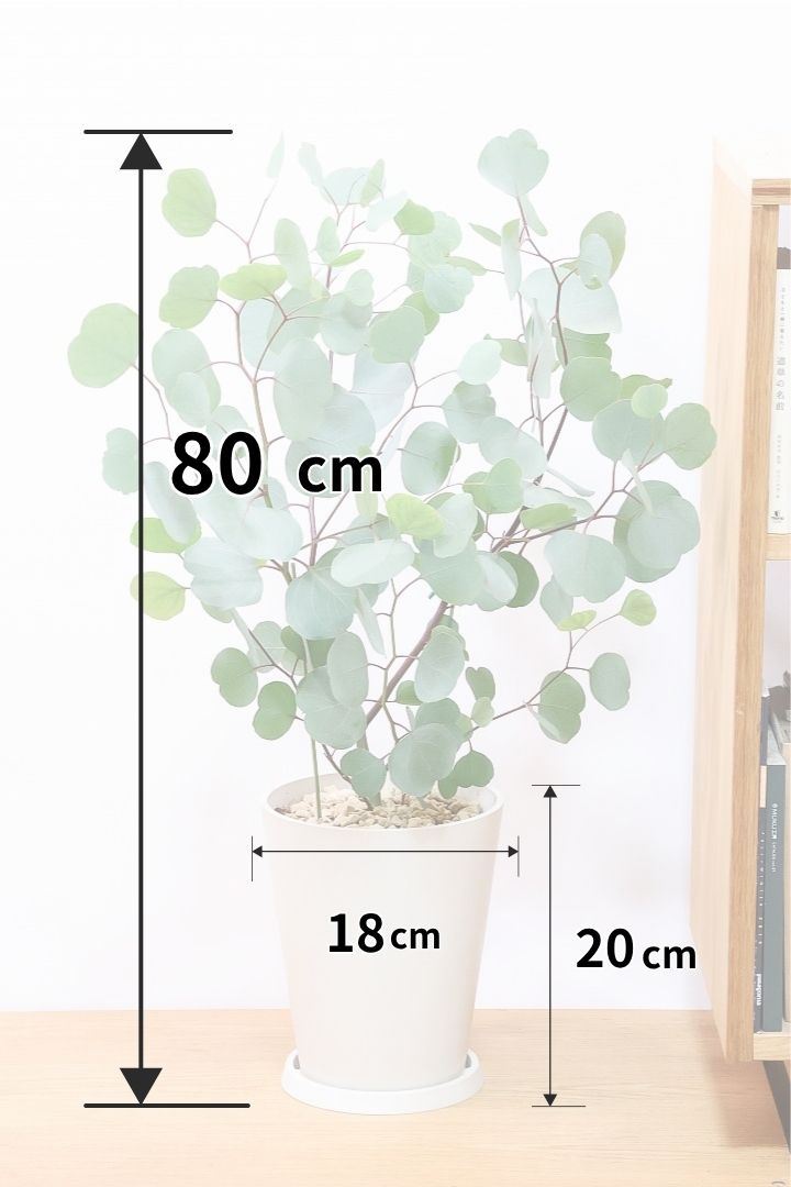 【ユーカリ ポポラス】丸い葉っぱがかわいい♪寒さに強いので屋外で育てられます！ 軽量なプラスチックPOTです！