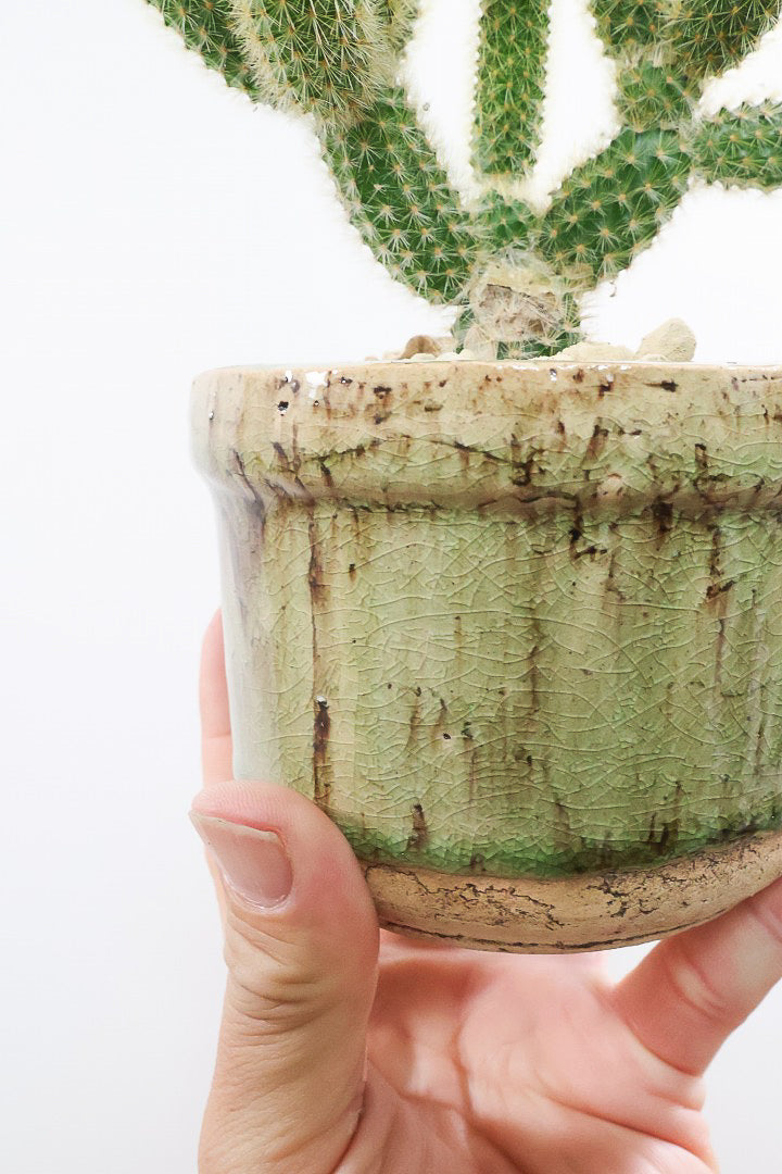 【サボテン ヒルデウィンテラ】重厚感のあるおしゃれPOT！かわいすぎて思わず葉に触っちゃいそうになるけどチクッとしますのでご注意ください。