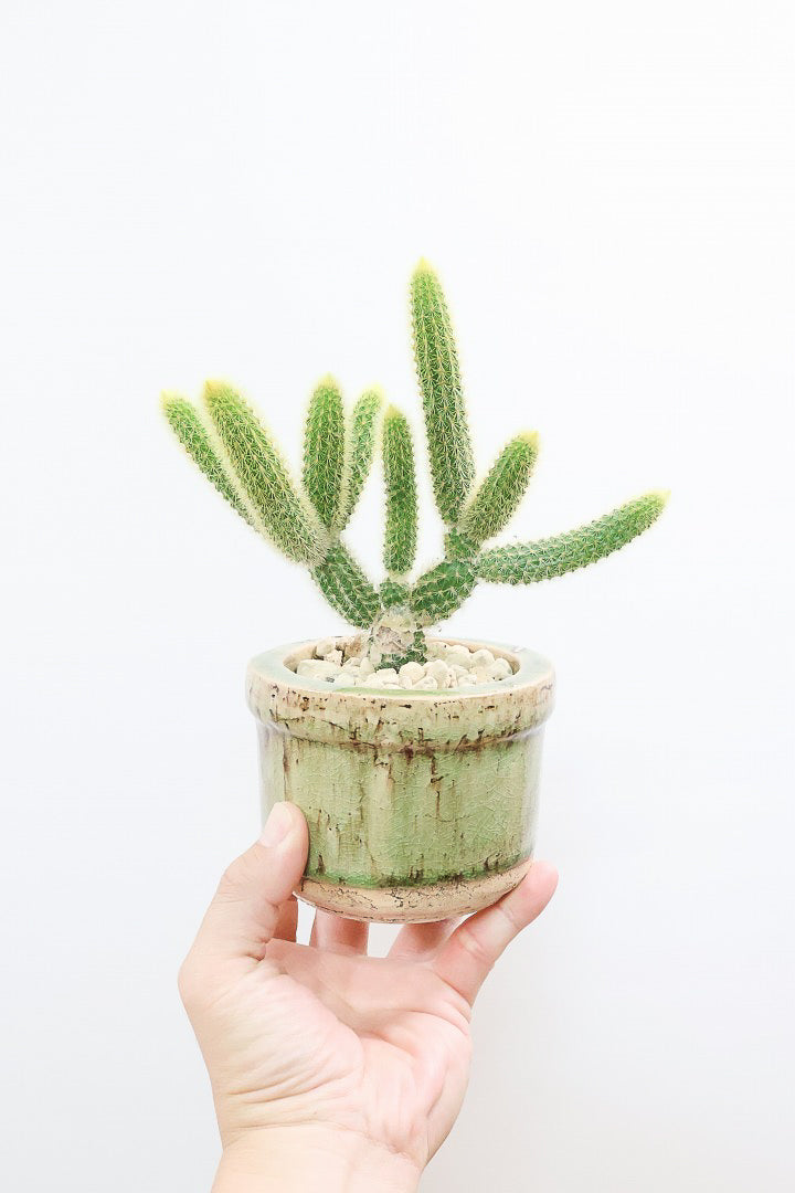 【サボテン ヒルデウィンテラ】重厚感のあるおしゃれPOT！かわいすぎて思わず葉に触っちゃいそうになるけどチクッとしますのでご注意ください。