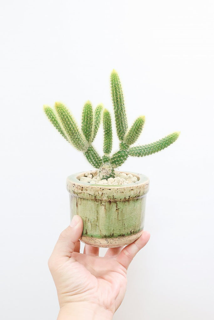 サボテン ヒルデウィンテラGR62150| 観葉植物の通信販売 | APEGO(アペーゴ)