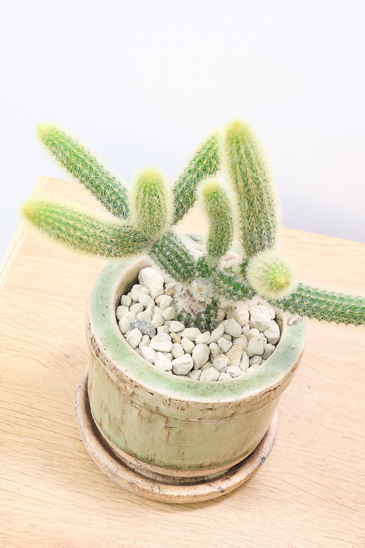 【サボテン ヒルデウィンテラ】重厚感のあるおしゃれPOT！かわいすぎて思わず葉に触っちゃいそうになるけどチクッとしますのでご注意ください。
