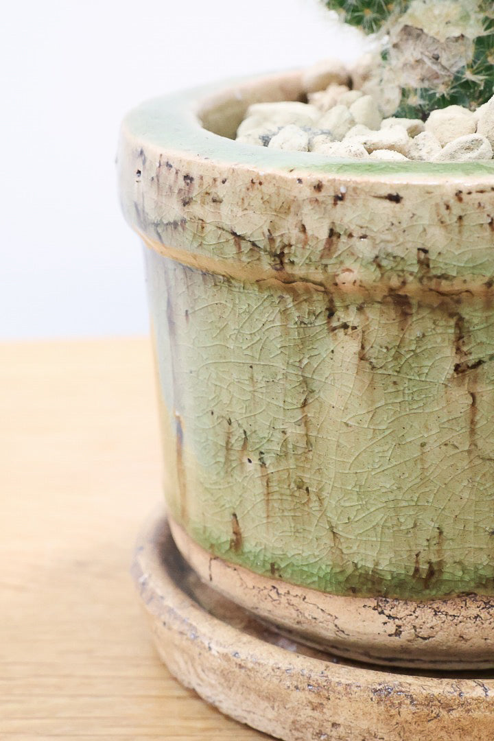 【サボテン ヒルデウィンテラ】重厚感のあるおしゃれPOT！かわいすぎて思わず葉に触っちゃいそうになるけどチクッとしますのでご注意ください。
