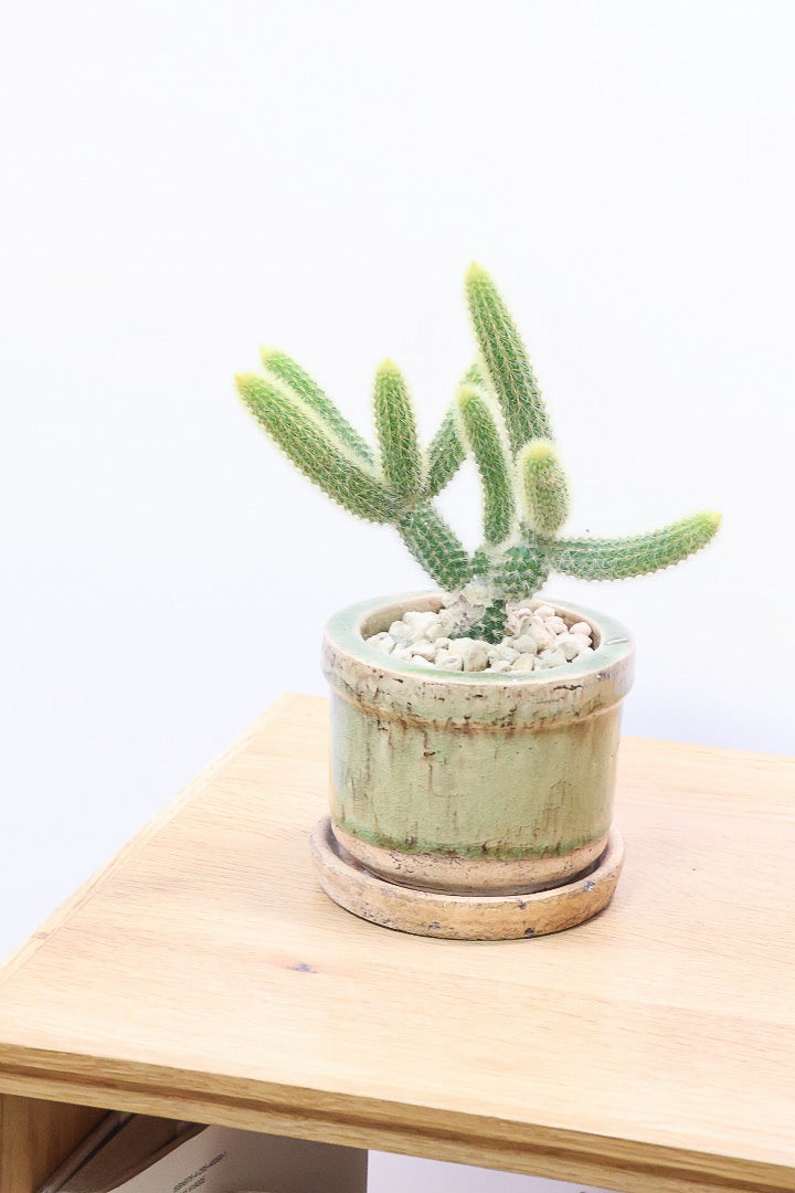 【サボテン ヒルデウィンテラ】重厚感のあるおしゃれPOT！かわいすぎて思わず葉に触っちゃいそうになるけどチクッとしますのでご注意ください。