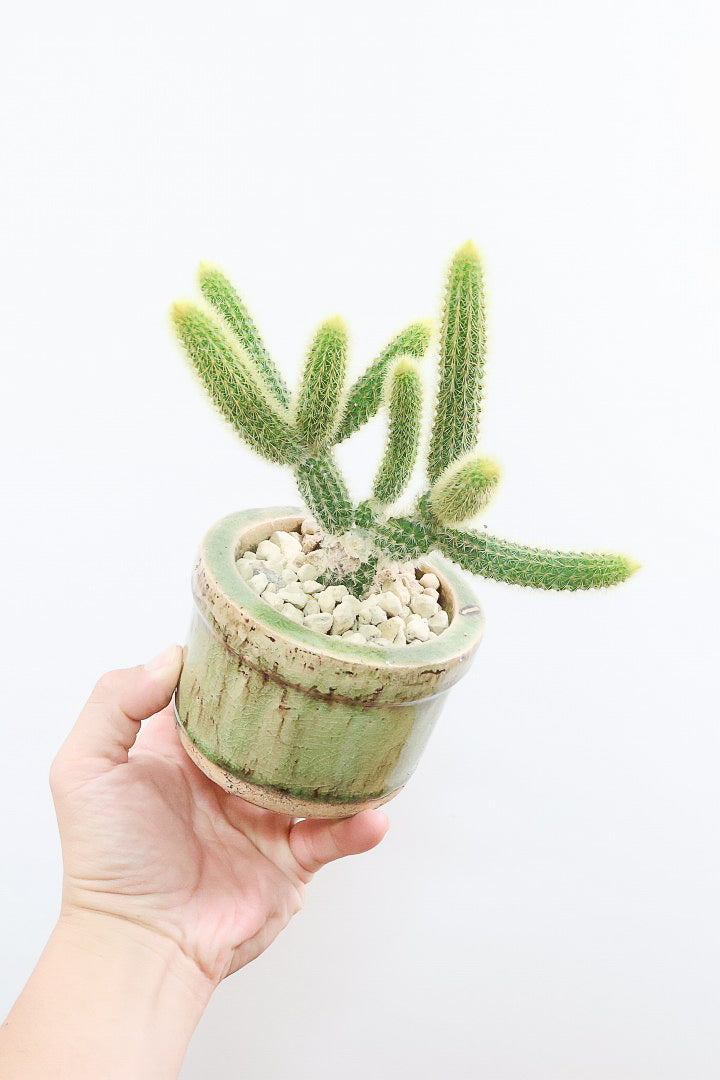 【サボテン ヒルデウィンテラ】重厚感のあるおしゃれPOT！かわいすぎて思わず葉に触っちゃいそうになるけどチクッとしますのでご注意ください。