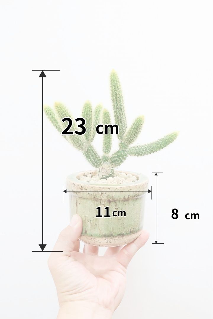 【サボテン ヒルデウィンテラ】重厚感のあるおしゃれPOT！かわいすぎて思わず葉に触っちゃいそうになるけどチクッとしますのでご注意ください。